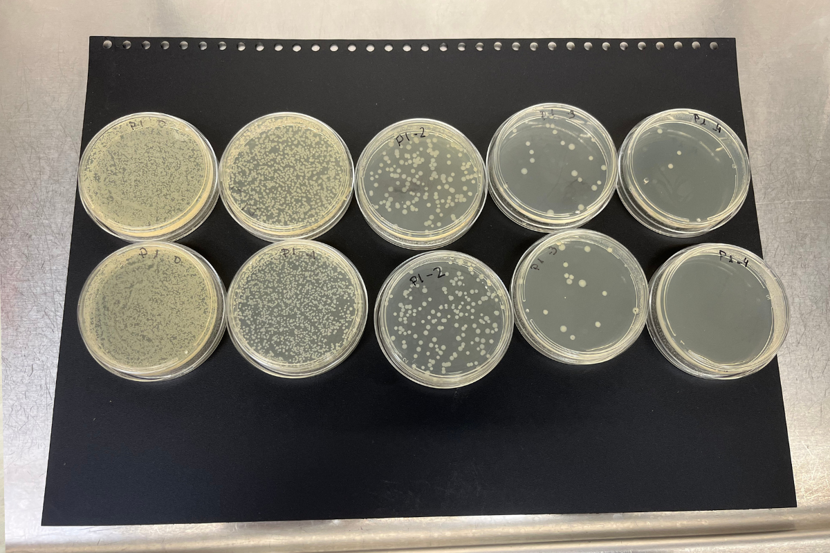Ensayo eficacia bactericida